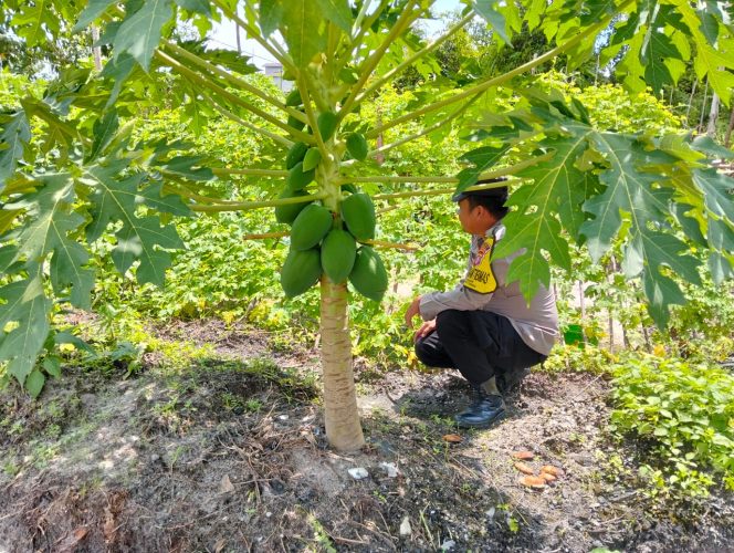 
					Polsek Kapuas Tengah laksanakan Pengecekan Pemanfaatan Pekarangan lahan Desa Pujon