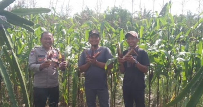 
					Bhabinkamtibmas Desa Natai Kondang Bersama Balai Pertanian Laksanakan Panen Jagung Pulut Secara Bersama-sama