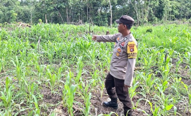 
					Anggota Polsek Permata Intan Cek Sambang Kebun Jagung Warga Binaan