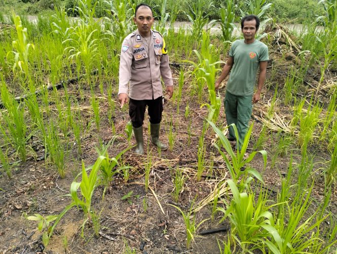 
					Dukung Swasembada, Pak Bhabin Kunjungi Perkebunan Jagung Warga Tumbang Saan