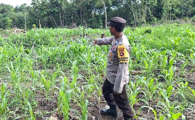 
					Anggota Polsek Permata Intan Cek Sambang Kebun Jagung Warga Binaan