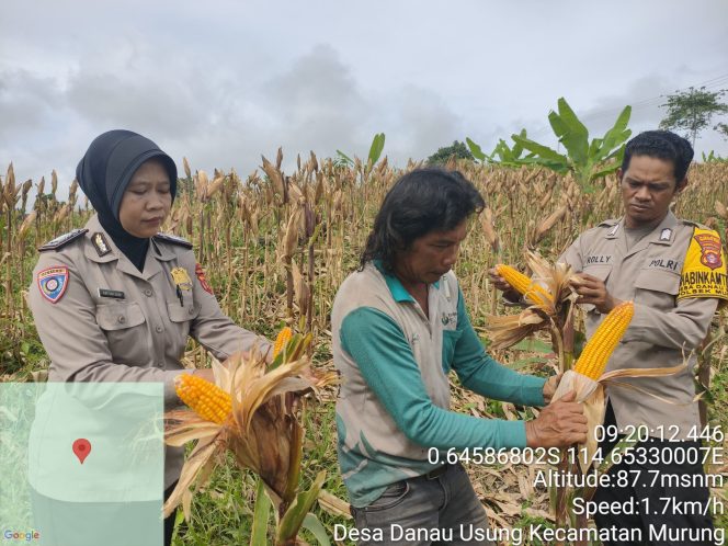 
					Dukung Swasembada Pangan, Polsek Murung Dampingi Warga Panen Jagung Hibrida Di Desa Danau Usung