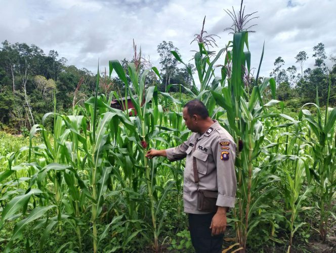 
					Dukung Swasembada, Polsek Laung Tuhup Cek Perkembangan Jagung Di Desa Binaan