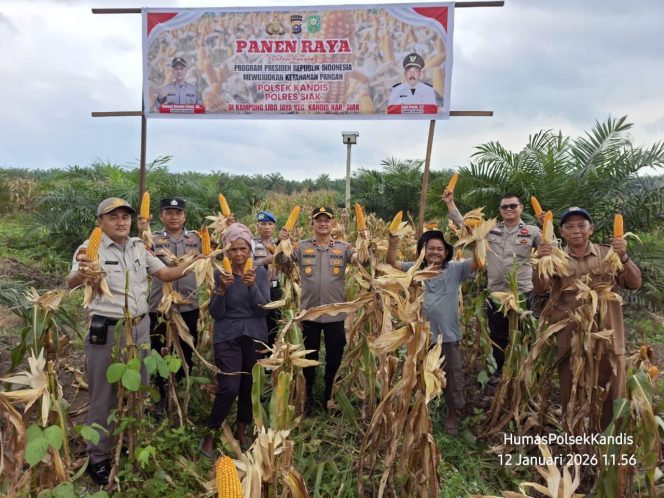 
					Panen Raya Jagung Polsek Kandis, Wujud Nyata Dukung Program Presiden Ketahanan Pangan