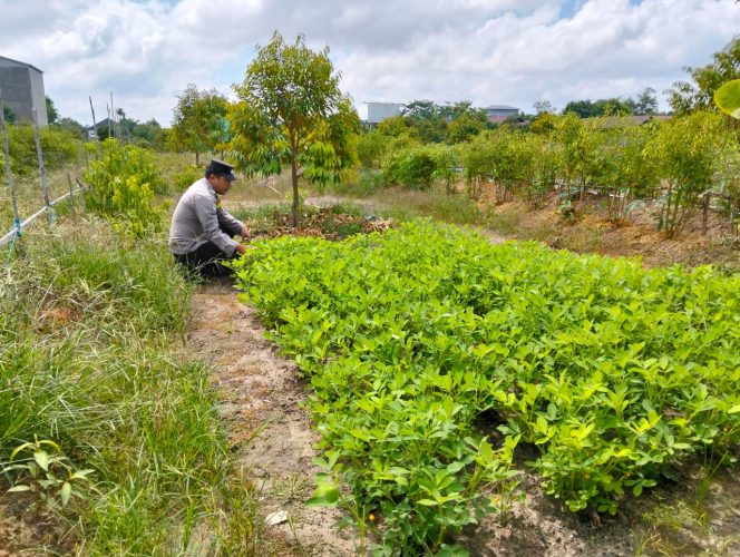 
					Polsek Kapuas Tengah laksanakan kegiatan Pengecekan Pemanfaatan lahan Pekarangan Desa Pujon