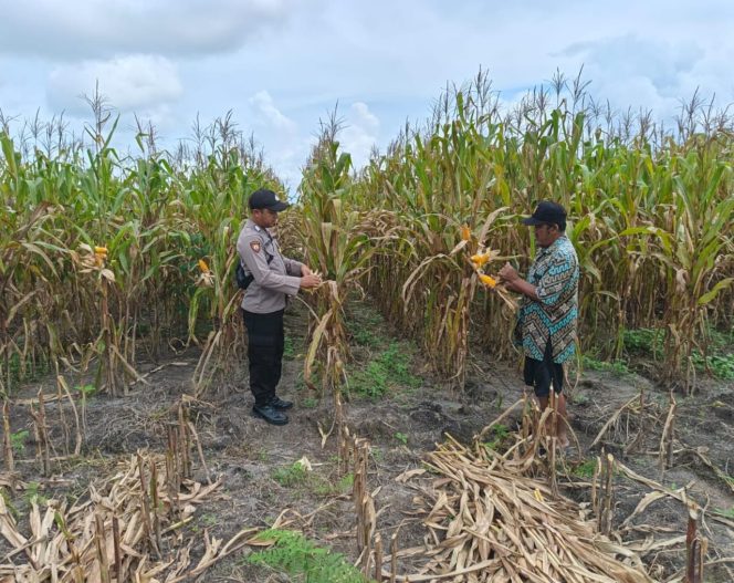 
					Polsek Kapuas Tengah melaksanakan giat Pengecekann Pemanfaatan lahan Pekarangan Desa Pujon
