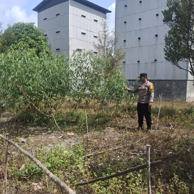 
					Polsek Kapuas Tengah laksanakan giat Pengecekan Pekarangan lahan Desa Jangkang