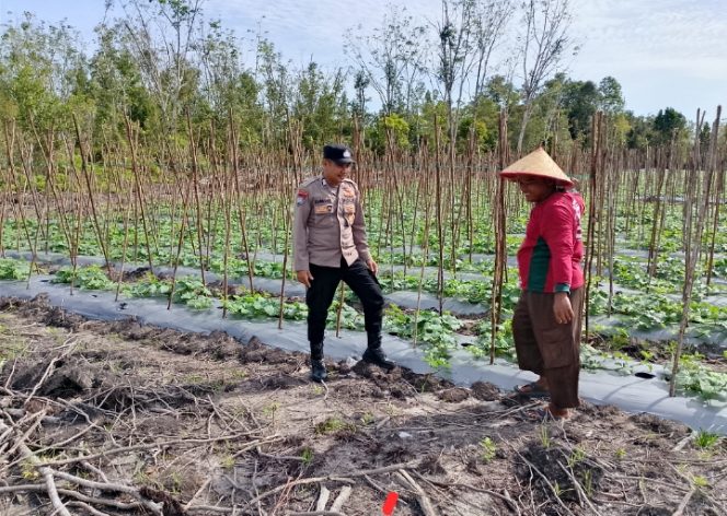 
					Polsek Timpah Melaksanakan Pengecekan Pemanfaatan Lahan Pekarangan Warga Desa Timpah