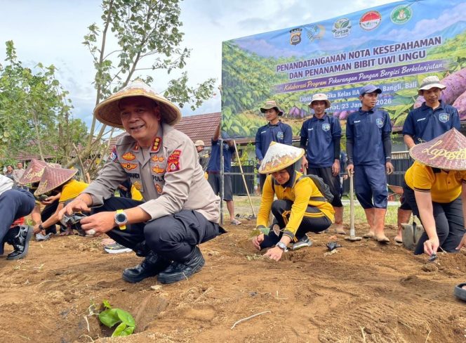 
					Uwi Ungu: Solusi Krisis Pangan dari Tanah Bali