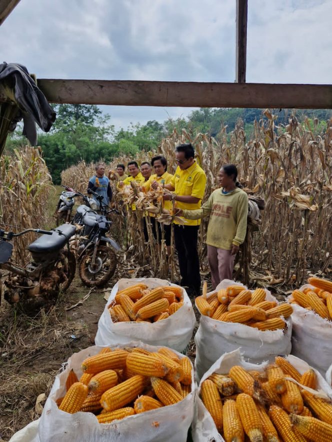 
					Ketua DPD Partai Golkar Kabupaten Way Kanan Hadiri Panen Raya Jagung di Kecamatan Baradatu