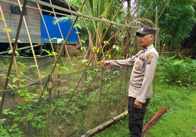 
					Polsek Kapuas Tengah laksanakan giat Pengecekan Pekarangan lahan kebun di Desa pujon
