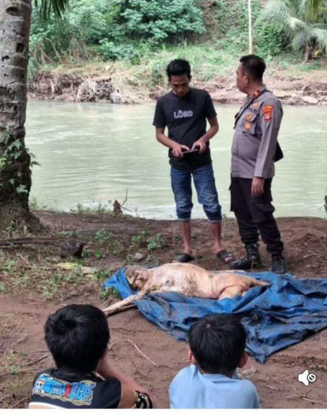 
					Warga Temukan Mayat Mengapung di Sungai Way Umpu, Polsek Kasui Lakukan Penyelidikan