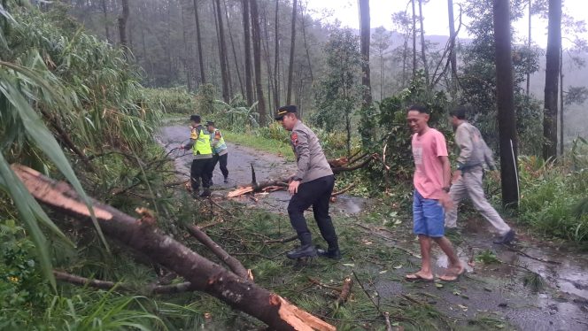 
					Polsek Karangreja Bersama Warga Evakuasi Pohon Tumbang di Desa Jingkang