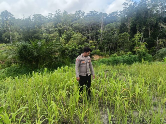 
					Dukung Swasembada Pangan, Bhabinkamtibmas Polsek Laung Tuhup Monitoring Kebun Jagung Hibrida