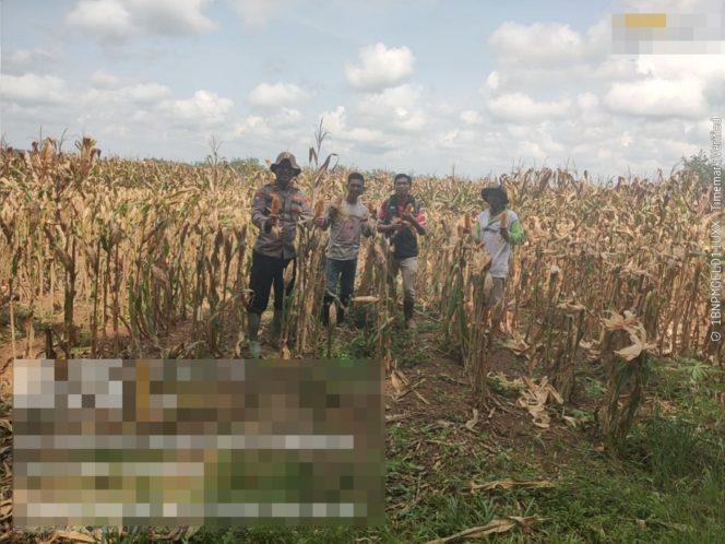 
					Swasembada Pangan di Negara Batin, Polisi dan Warga Panen Jagung Serentak Kuartal I