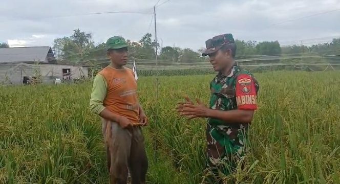 
					Wujudkan Swasembada Pangan, Babinsa Kodim 1016/Plk Dampingi Petani Tanam Padi