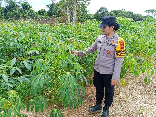 
					Giat Monitoring Dan Pendampingan Pemanfaatan Lahan Pekerangan Dalam Rangka Implementasi Asta Cita Presiden Republik Indonesia Dalam Bidang Ketahanan Pangan Oleh Polsek kapuas Hilir Polres Kapuas