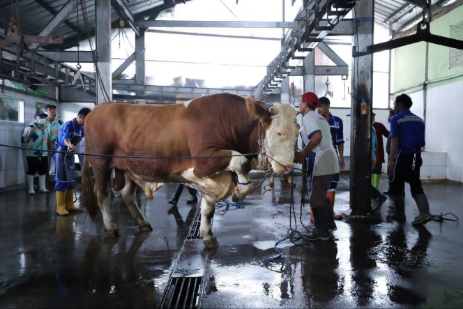 
					DKPP Kota Bandung Siapkan 184 Petugas Periksa Hewan Kurban