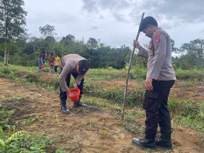
					Polsek Rungan Gandeng Masyarakat Hijaukan Lahan dengan Jagung Hibrida