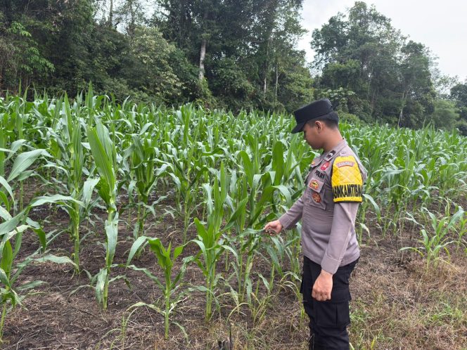 
					**Dukung Ketahanan Pangan, Bhabinkamtibmas Desa Bangkirayen Pantau Pertumbuhan Jagung Pakan Warga**