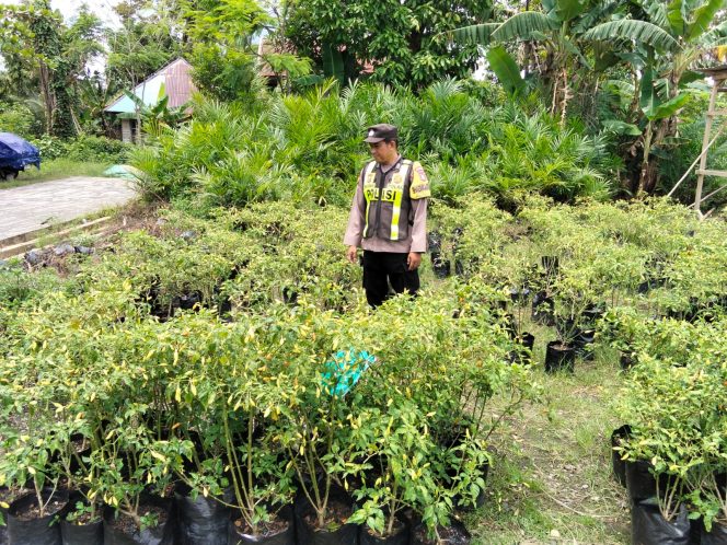 
					Polisi Turun ke Pekarangan Warga, Program Ketahanan Pangan di Kapuas Barat Kian Nyata