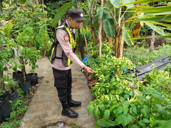 
					Polsek Kapuas Barat Gencarkan Pemanfaatan Pekarangan, Wujud Nyata Dukung Ketahanan Pangan Nasional