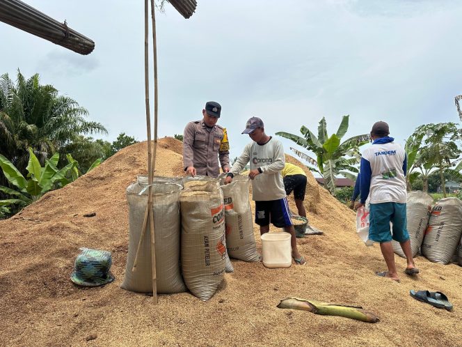 
					Dukung Ketahanan Pangan, Bhabinkamtibmas Food Estate Sambangi Petani Belanti Siam
