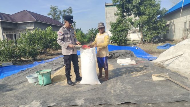 
					Sokong Ketahanan Pangan, Bhabinkamtibmas Pantau Langsung Proses Pascapanen di Belanti Siam