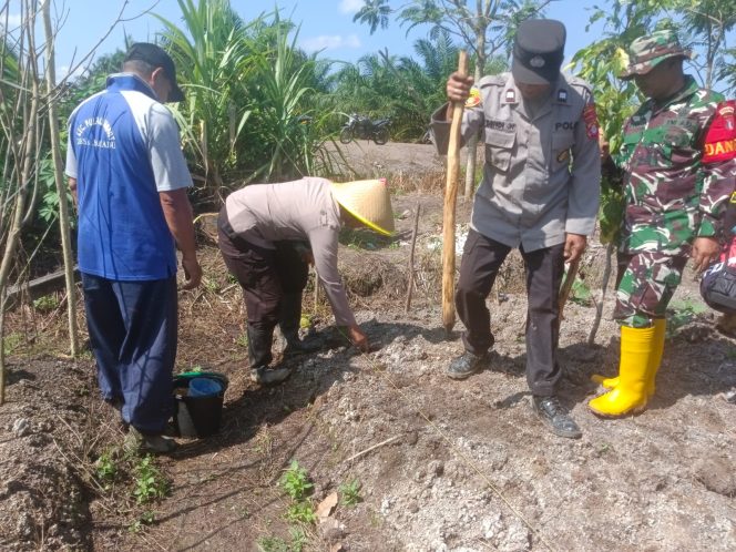 
					Wujud Nyata Dukung Program Ketahanan Pangan, Polsek Pulau Hanaut Bersama Poktan Tanam Jagung Kuartal II Tahun 2026.
