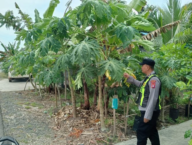
					Dukung Ketahanan Pangan, Polsek Kapuas Barat Monitoring P2B Budidaya Pepaya di Mandomai