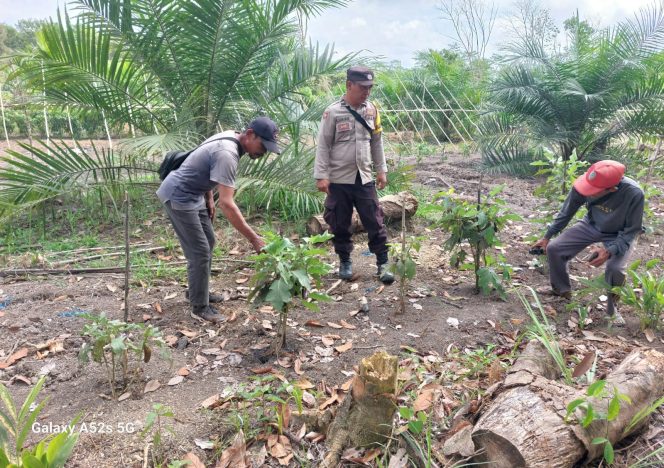 
					Akselerasi Program Ketahanan Pangan, Polsek Kapuas Barat Cek Kebun Hortikultura di Desa Anjir Kalampan