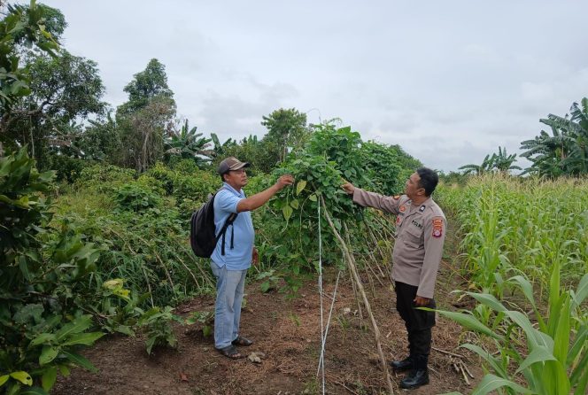 
					Polsek Pulau Petak melaksanakan  Giat Pengecekan Pemanfaatan lahan Pekarangan Mandiri