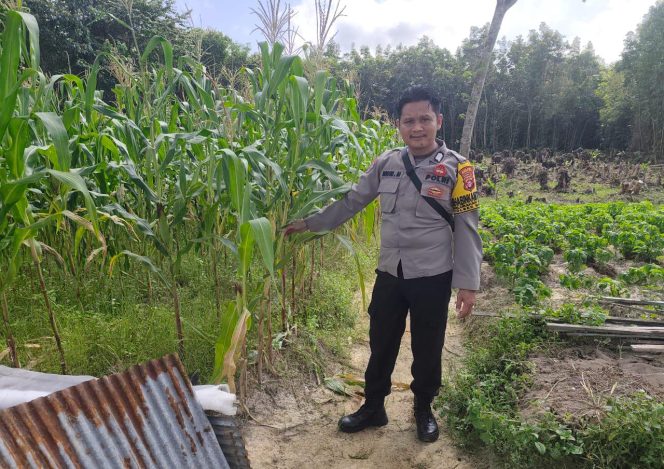 
					Dukung Program 1 Desa 1 Hektar, Polsek Murung Cek Lahan Jagung Hibrida Kel. Beriwit Puruk Cahu