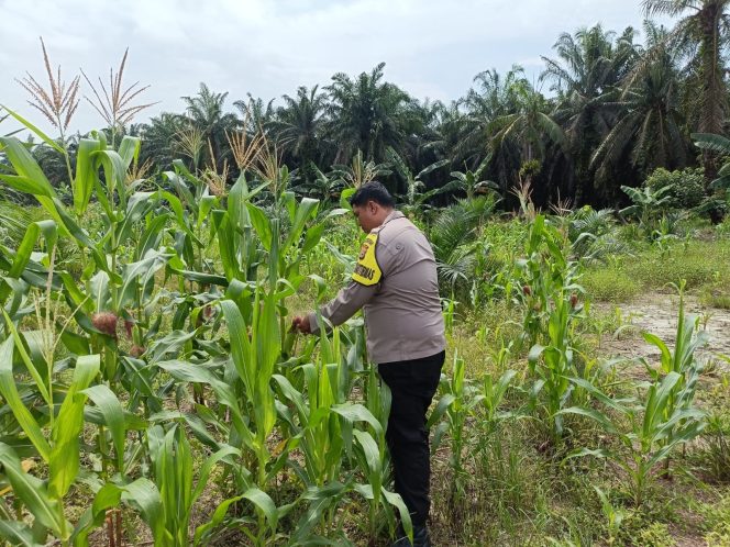 
					Polsek Kandis Cek Perkembangan Jagung Pipil, Wujud Nyata Polisi Cinta Petani
