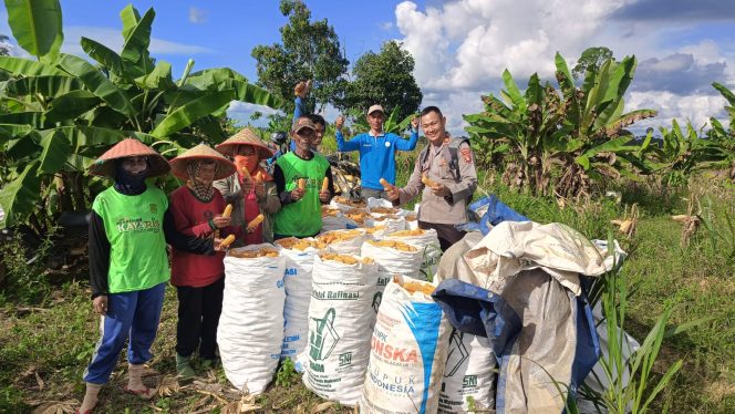 
					Polres Barito Utara Dukung Ketahanan Pangan, Kapolsek Teweh Timur Cek Lahan Jagung Siap Panen di Desa Mampuak II