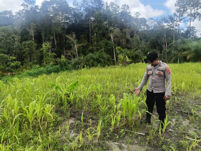
					Dukung Swasembada Pangan, Bhabinkamtibmas Polsek Laung Tuhup Monitoring Lahan Jagung Hibrida