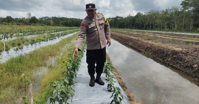 
					Giat Monitoring Dan Pendampingan Pemanfaatan Lahan Pekerangan Dalam Rangka Implementasi Asta Cita Presiden Republik Indonesia Dalam Bidang Ketahanan Pangan Oleh Polsek kapuas Hilir Polres Kapuas