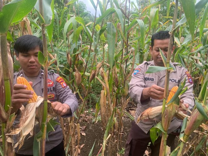 
					Dukung Ketahanan Pangan, Bhabinkamtibmas Tanah Siang Panen Jagung Bersama Warga Kel. Saripoi