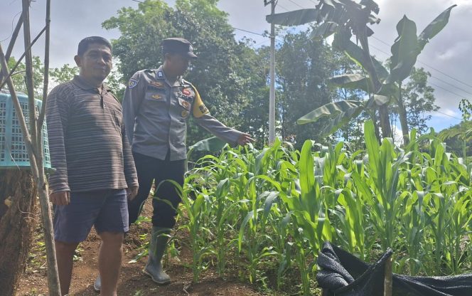 
					Bhabinkamtibmas Polsek Permata Intan Cek Berkala Perkembangan Kebun Jagung Warga Binaan