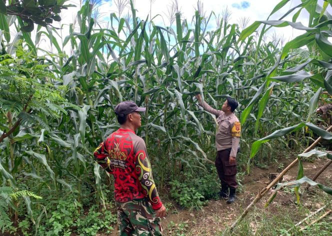 
					Dukung Ketahanan Pangan, Bhabinkamtibmas Tanah Siang Cek Berkala Perkembangan Lahan Jagung Warga Desa Karali