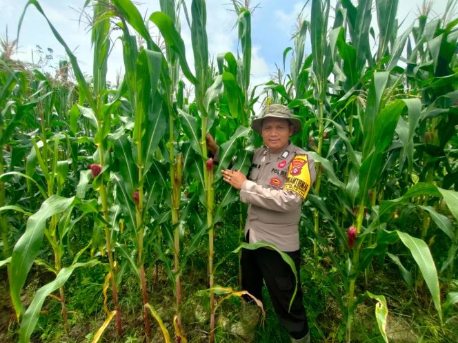 
					Dukung Program Swasembada Pangan, Bhabinkamtibmas Polsek Murung Cek Lahan Jagung Hibrida Kel. Beriwit Puruk Cahu
