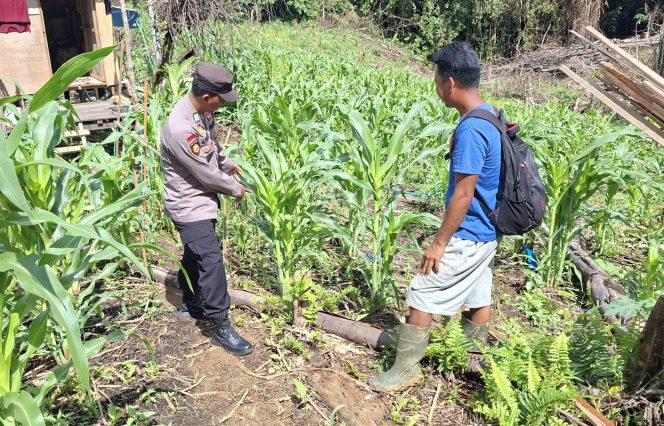 
					Bhabinkamtibmas Polsek Permata Intan Cek Berkala Perkembangan Kebun Jagung Warga Tumbang Lahung
