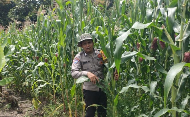 
					Bhabinkamtibmas Polsek Murung Cek Berkala Lahan Jagung Hibrida Warga Kel. Beriwit Puruk Cahu