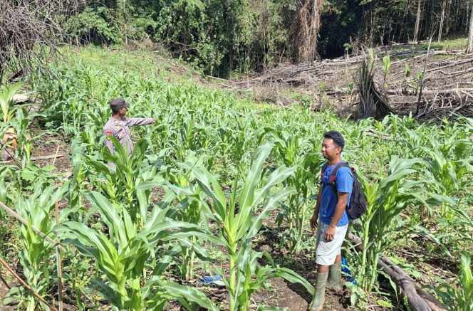 
					Polsek Permata Intan Intens Cek Perkembangan Kebun Jagung Warga Tumbang Lahung