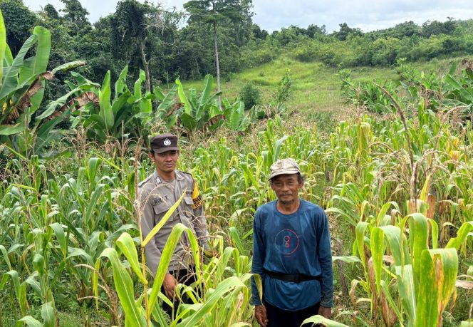 
					Polsek Murung Sambangi Perkembangan Lahan Jagung Hibrida Di Desa Danau Usung
