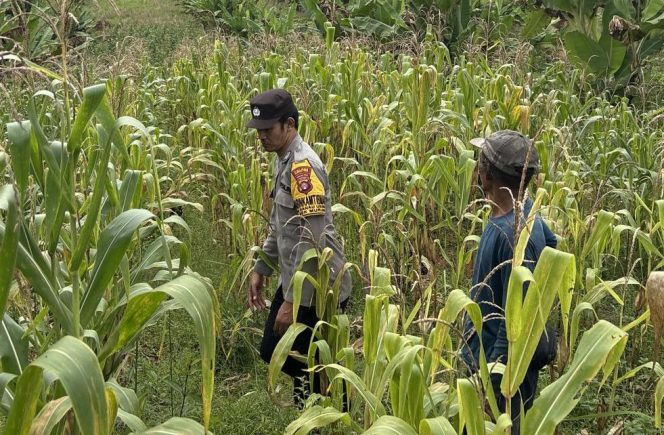 
					Bhabinkamtibmas Sambangi Lahan Jagung Hibrida Warga Binaan, Dukung Program Swasembada Pangan