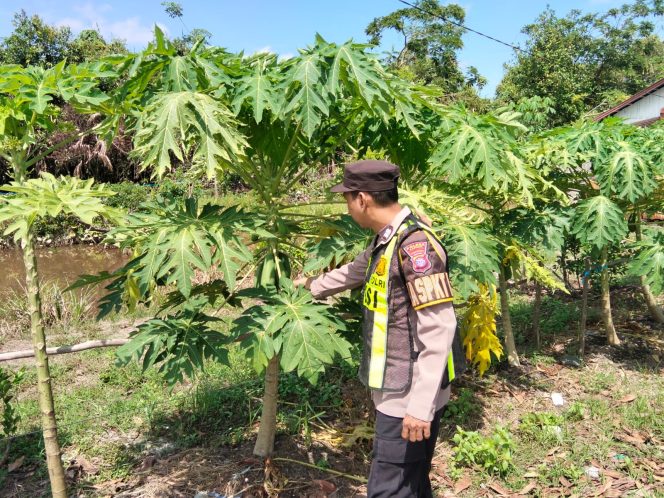 
					Polisi Turun ke Pekarangan Warga, Ketahanan Pangan Lokal di Mandomai Mulai Digencarkan