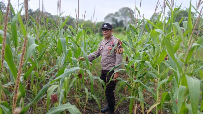 
					Dukung Ketahanan Pangan, Polsek Kapuas Barat Cek Budidaya Jagung di Desa Saka Mangkahai