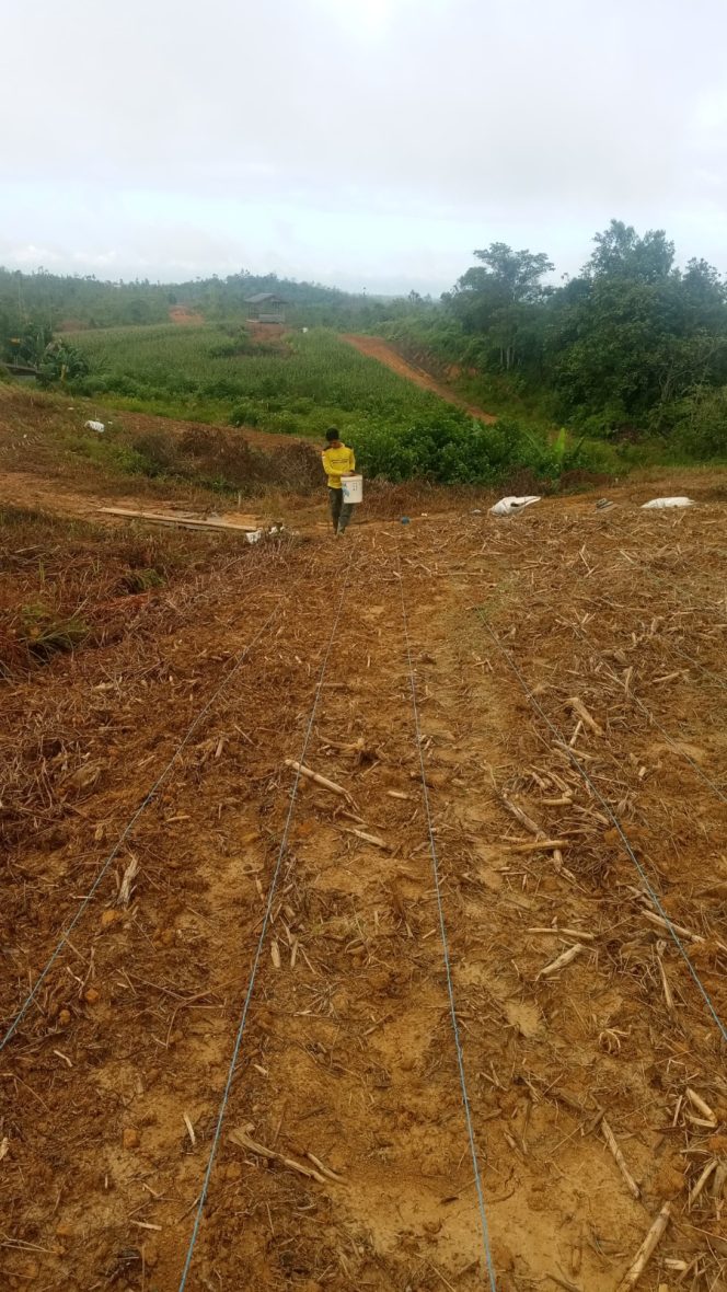 
					Wujudkan Ketahanan Pangan, Polres Gunung Mas Sulap Lahan Tidur Jadi Kebun Jagung Produktif