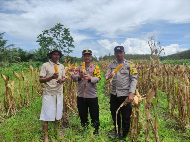 
					Dukung Asta Cita, Kapolsek Pandih Batu Panen Jagung Bersama Warga di Desa Kantan Dalam